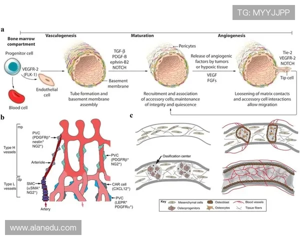 杭州排球队实力分析与发展潜力的深度探讨与展望